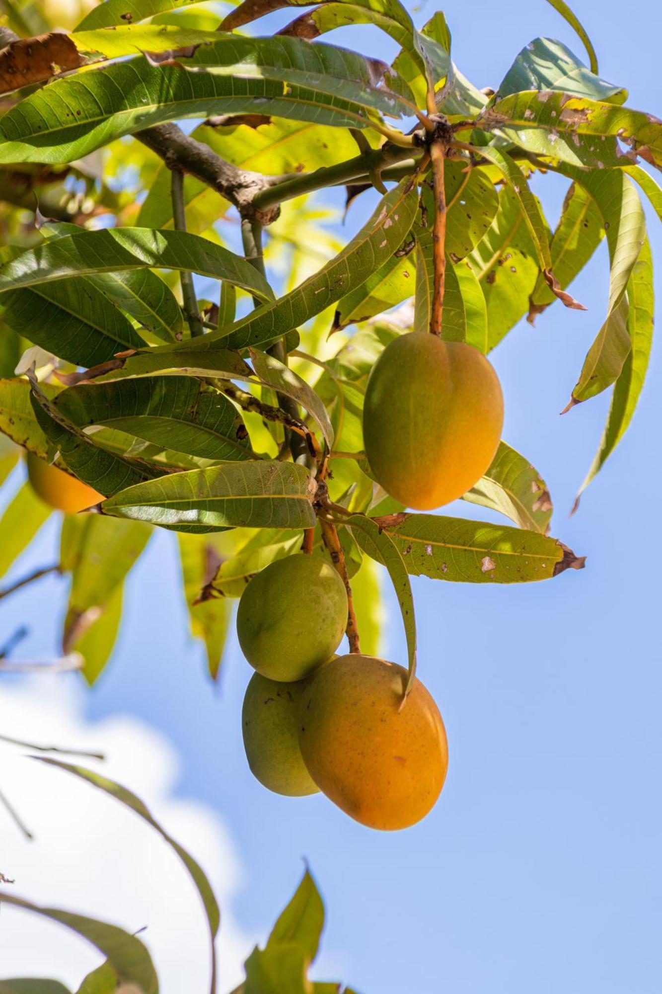 Amaris Mango Seafront Villa Granelli Dış mekan fotoğraf